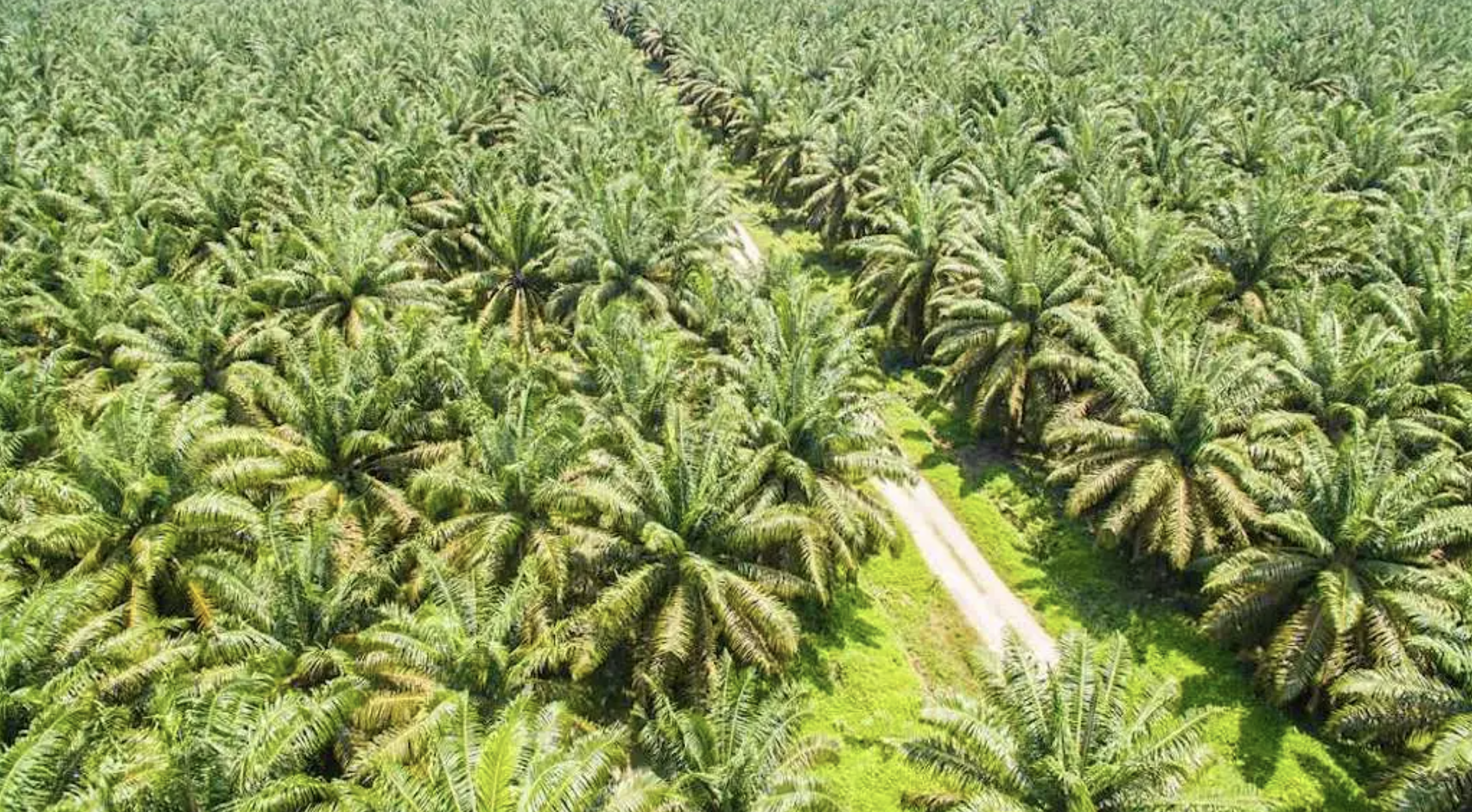 Palm Oil Sustainability vs Demand